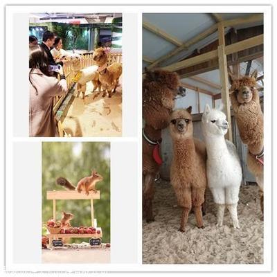 什么地方有大型萌寵動物出租,馬戲團(tuán)商演活動電話
