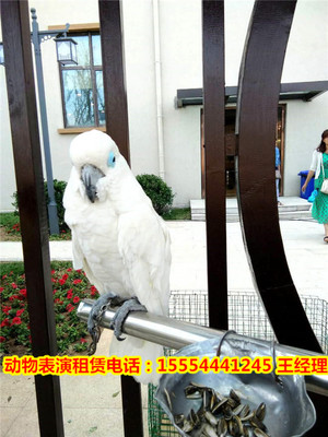 熱門動物演出-創(chuàng)新馬戲團(tuán)節(jié)目出租運城市
