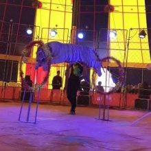 【經(jīng)典馬戲雜技表演節(jié)目清單承接國(guó)內(nèi)大小馬戲團(tuán)表演出租圖片】經(jīng)典馬戲雜技表演節(jié)目清單承接國(guó)內(nèi)大小馬戲團(tuán)表演出租