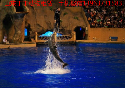 日照海獅表演出租