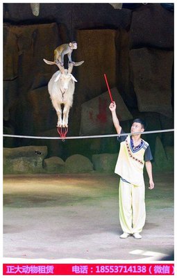 廣東附近小動(dòng)物出租百鳥展租賃_山東正大動(dòng)物租賃 - 商國(guó)互聯(lián)網(wǎng)