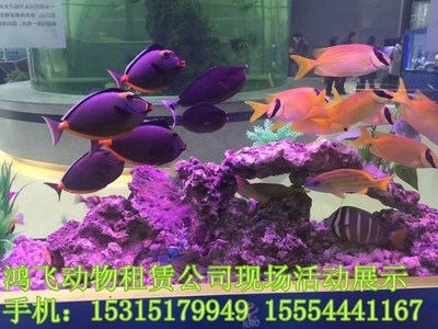平頂山市專業出租動物表演演出咨詢哪里有_山東鴻飛特種養殖 - 商國互聯網
